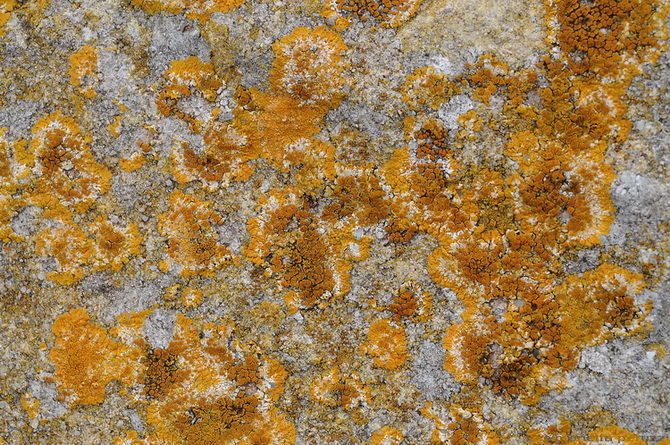 Caloplaca flavescens dell''Isola di Pianosa